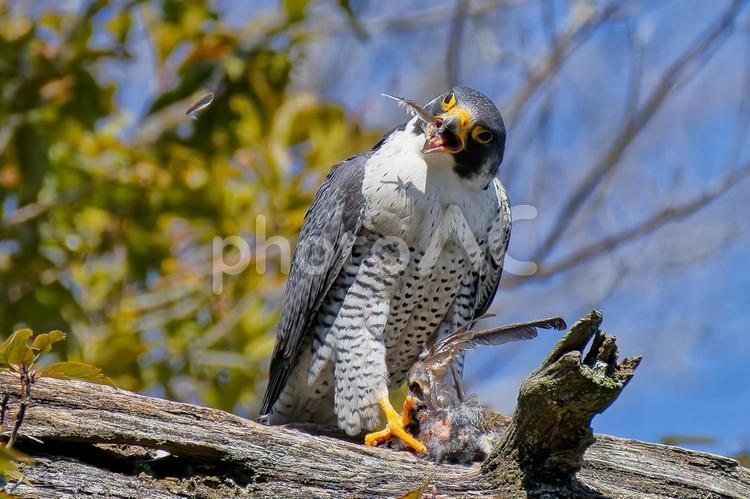 小鳥の羽根をはぎ取るハヤブサ はやぶさ,ハヤブサ,隼の写真素材