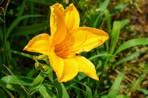 Photo, flower, plant, yellow, 