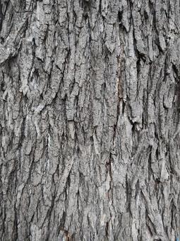 木の皮 木の皮の写真