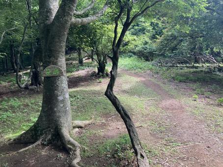 笹峠 霊仙山 笹峠 霊仙山の写真