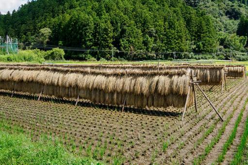稲架掛けの風景⑷ 稲架掛けの風景⑷の写真