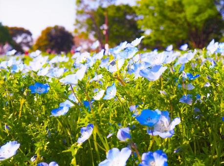 青い花 青い花の写真