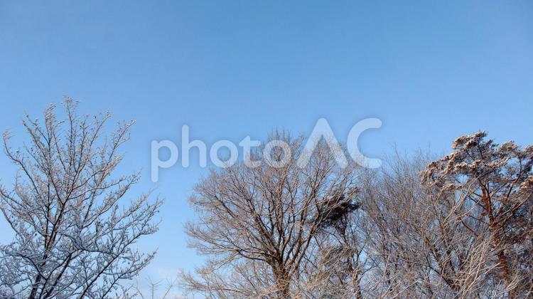 青空と木の枝に積もった白い雪 雪,早春,冬の写真素材