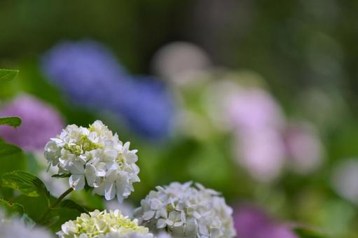 紫陽花 紫陽花の写真