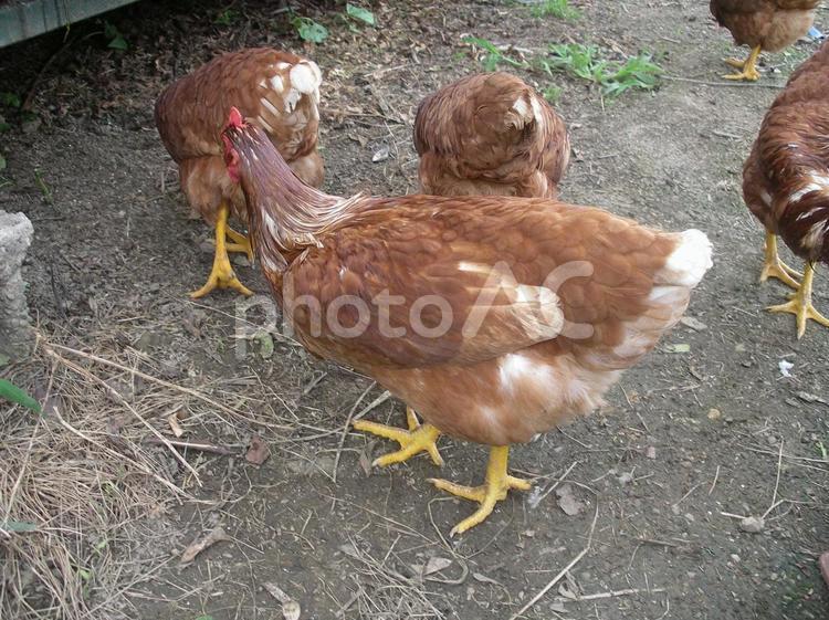 ニワトリ　にわとり　自宅飼いの鶏 鶏,にわとり,ニワトリの写真素材
