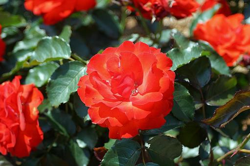 Photo, hyōgo prefecture, aramaki rose park, early summer, 