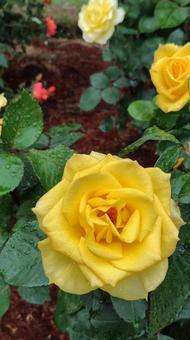 雨上がり、黄色の薔薇 雨上がり、黄色の薔薇 バラ,薔薇,植物の写真素材