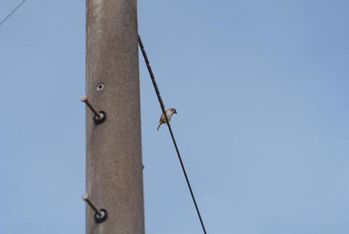 電線に止まって辺りを見回すスズメ 電線に止まって辺りを見回すスズメの写真