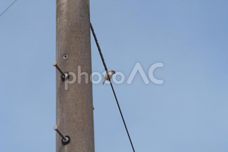 電線に止まって辺りを見回すスズメ スズメ,小鳥,野鳥の写真素材