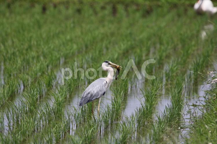ナマズをゲットしたアオサギ 野鳥,バードウォッチング,鷺の写真素材