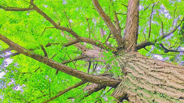 生命の輝きを感じる自然の風景 生命の輝きを感じる自然の風景 生命,樹木,新緑の写真素材
