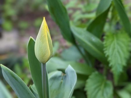 チューリップ 蕾 黄色 花壇 チューリップ 蕾 黄色 花壇 の写真