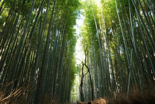 嵐山竹林 嵐山竹林の写真