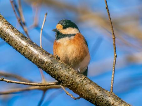 枝にとまるヤマガラ 枝にとまるヤマガラ ヤマガラ,野鳥,鳥の写真素材