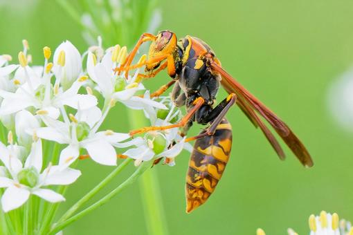 花粉まみれで食事するセグロアシナガバチ 花粉まみれで食事するセグロアシナガバチの写真
