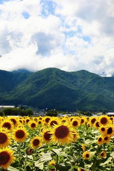 安曇野のひまわり3 ひまわり,ヒマワリ,背景の写真素材