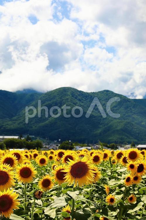 安曇野のひまわり3 ひまわり,ヒマワリ,背景の写真素材