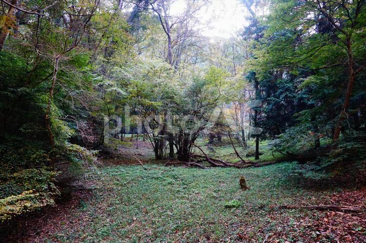 森の風景 自然,森,風景の写真素材
