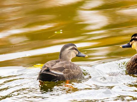 池を泳ぐカルガモ 池を泳ぐカルガモの写真