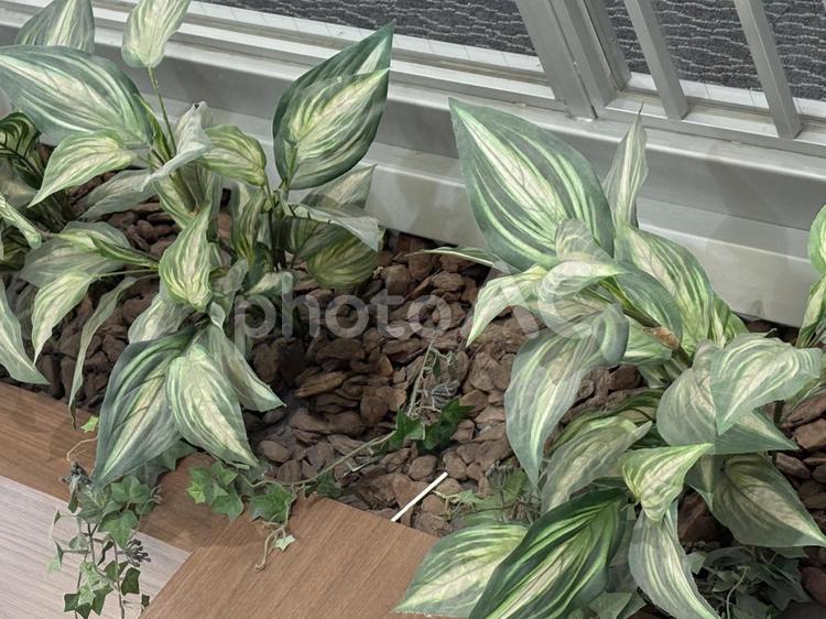室内を彩る観葉植物 観葉植物,グリーン,インテリアの写真素材