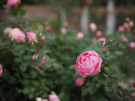 バラ園にて淡い薔薇を撮りました バラ園にて淡い薔薇を撮りましたの写真