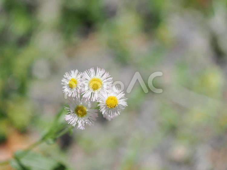 白い花のズームマクロ画像 花,野花,草原の写真素材