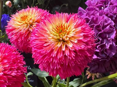オレンジフレアアップ オレンジフレアアップ エキナセア,花,アップの写真素材