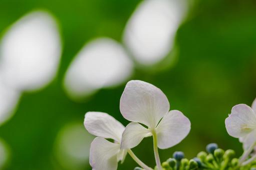 アジサイ(72)の写真