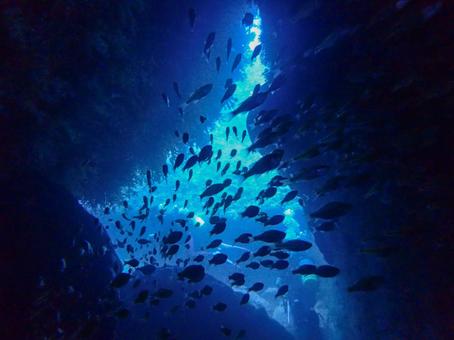 西伊豆・雲見 洞窟とたくさんの魚影 西伊豆・雲見 洞窟とたくさんの魚影の写真