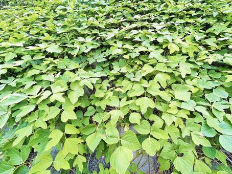密生する緑の葉の群生 密生する緑の葉の群生 葉,リーフ,緑色の写真素材