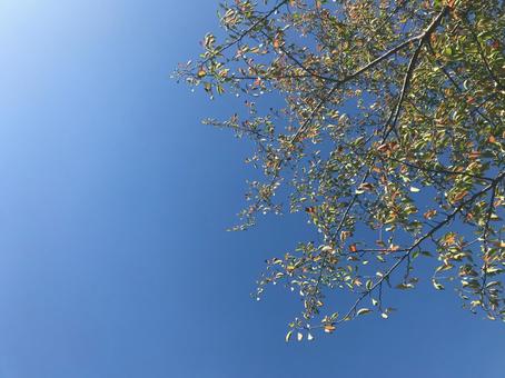 晴天の秋空と紅葉の枝 晴天の秋空と紅葉の枝の写真