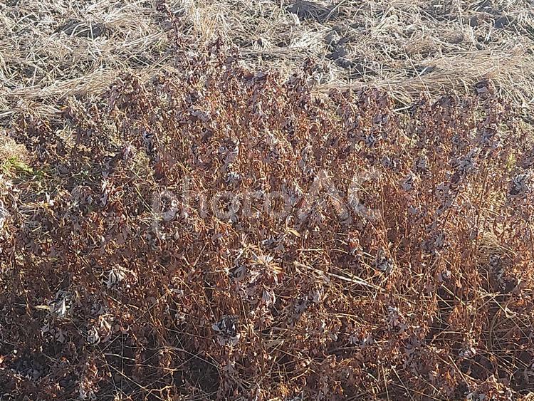 強く生きる植物 植物,自然,美しいの写真素材