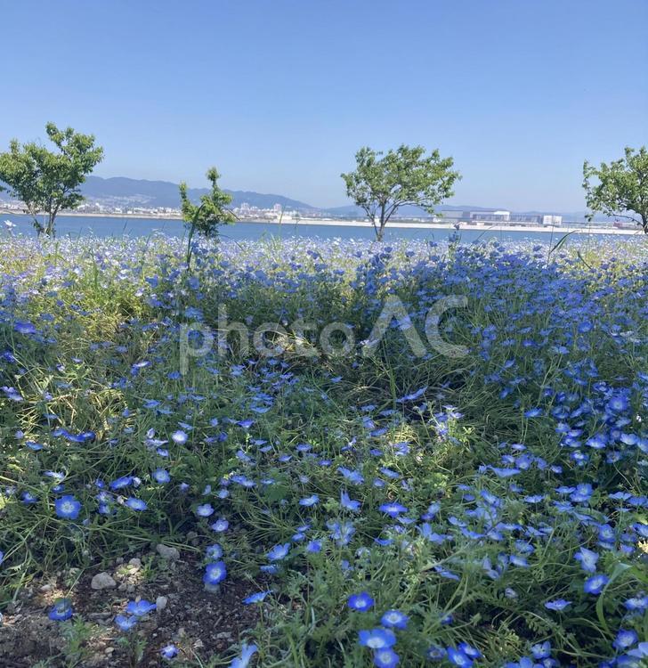 ネモフィラ　町 ネモフィラ,花,自然の写真素材