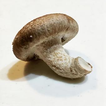 Shiitake mushroom, JPG Shiitake mushroom, JPG
