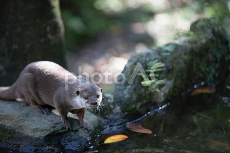 昼下がりの動物園 動物園,昼,晴の写真素材
