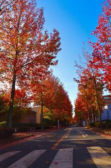 ポプラ並木(紅葉) ポプラ並木(紅葉) 秋,紅葉,ポプラの写真素材