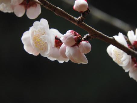 梅の花 梅の花の写真