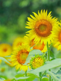 Sunflower, JPG Sunflower, JPG