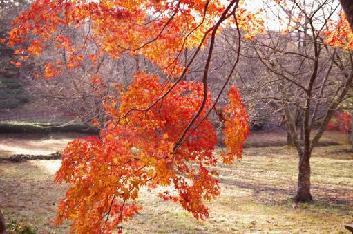 紅葉 紅葉の写真