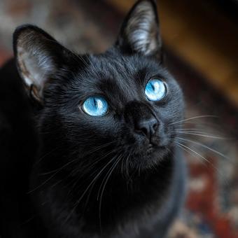 吸い込まれるような瞳の黒猫ポートレート 吸い込まれるような瞳の黒猫ポートレートの写真