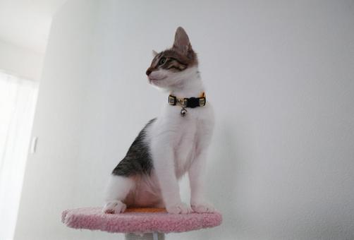 子猫11 子猫,ねこ,ペットの写真素材