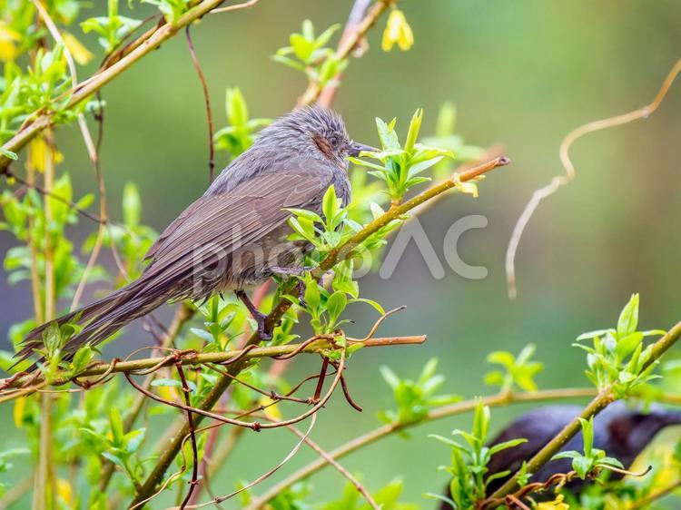 枝にとまるヒヨドリ ヒヨドリ,野鳥,鳥の写真素材