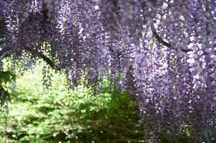 日差しを浴びてる藤棚 夏,札幌,晴天の写真素材
