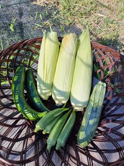 夏野菜の収獲 夏野菜の収獲 夏野菜,収獲,野菜の写真素材