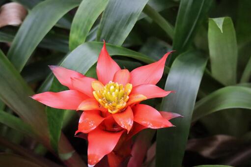 赤い花びらのグスマニアの花のアップ 赤い,花びら,グスマニアの写真素材