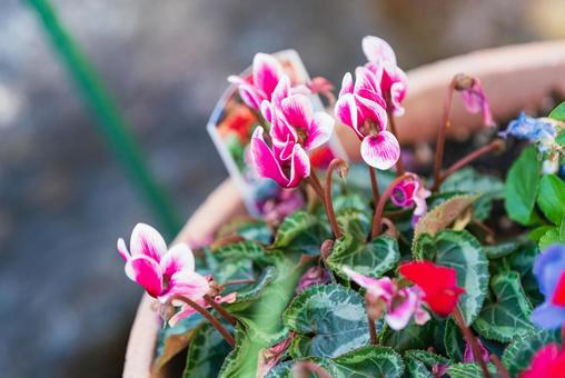 鮮やかで可憐なシクラメンの花 鮮やかで可憐なシクラメンの花 シクラメン,草花,庭花の写真素材