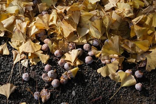 地面に落ちたのイチョウの葉と銀杏実 落葉,銀杏,イチョウの写真素材