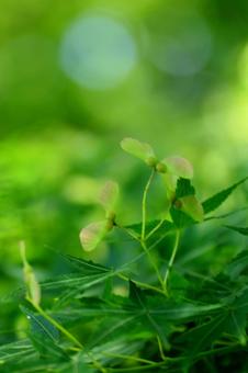 Photo, autumn leaves, flower, natural, 