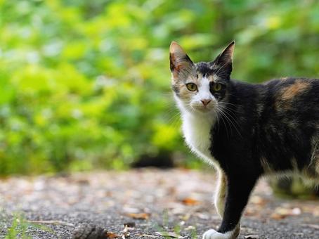 野良猫の顔 野良猫の顔の写真