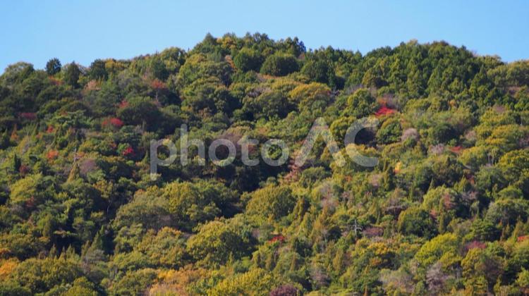 アウトドア！紅葉が綺麗、クマに注意！ 紅葉,秋,晩秋の写真素材
